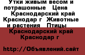   Утки живым весом и потрашонные › Цена ­ 200 - Краснодарский край, Краснодар г. Животные и растения » Птицы   . Краснодарский край,Краснодар г.